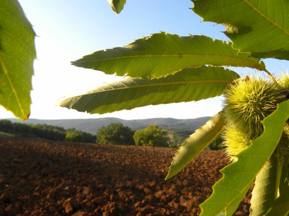 Agriristoro Podere S. Andrea Massa Marittima Extérieur photo