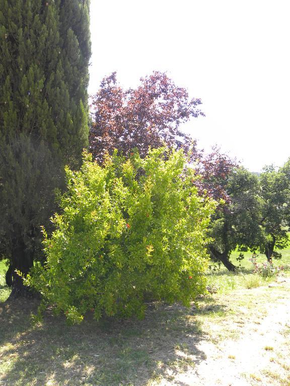 Agriristoro Podere S. Andrea Massa Marittima Extérieur photo